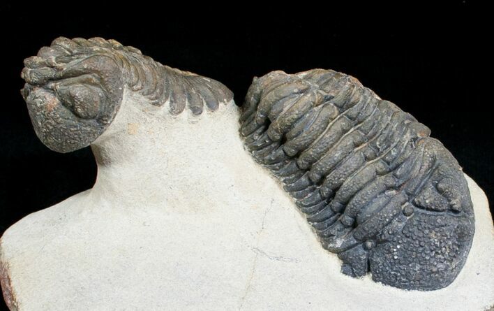 Two Large, Bumpy Phacops Trilobites #6927